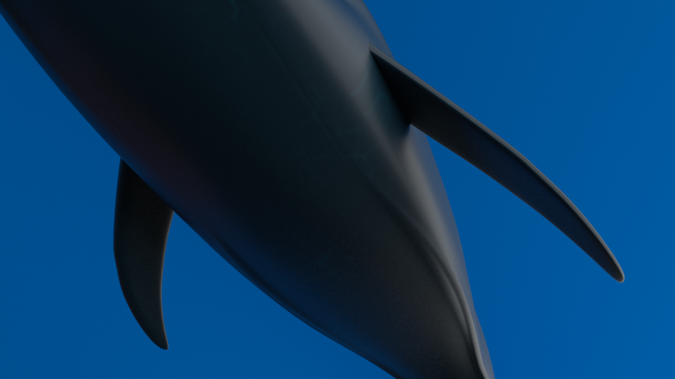 Blue whale bottom